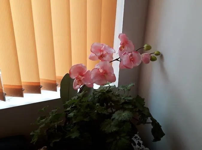 The House Gæstehus Plovdiv